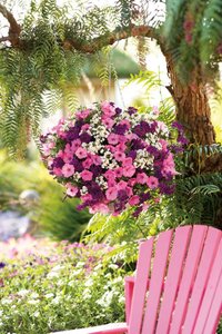 HB Slumber Party combo Hanging Basket (c10)